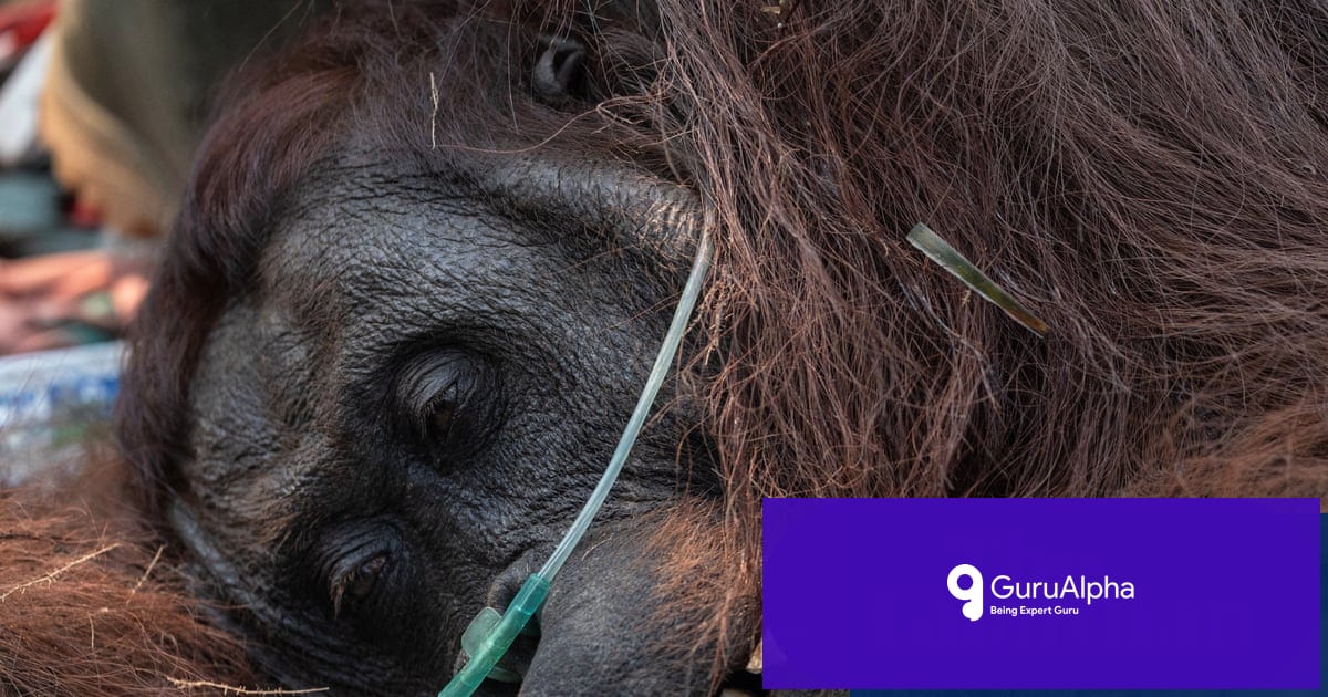 Indonesia's wildfires threaten orangutan research site in Borneo